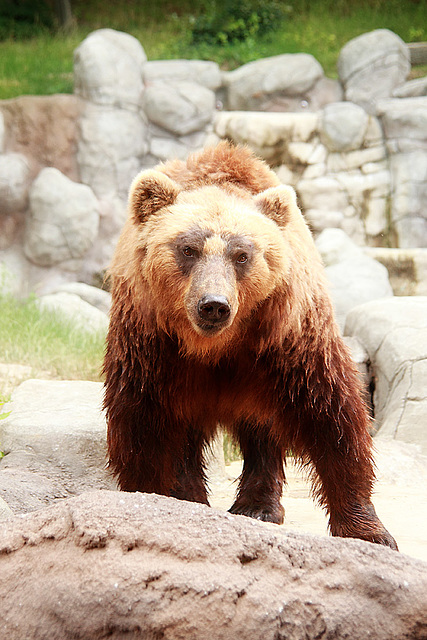 Kamchatka Brown Bear 6
