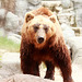 Kamchatka Brown Bear 6