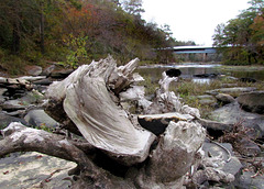 Driftwood Stump