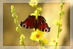 Babočka Paví Oko - Peacock Butterfly - Inachis Io