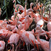 Flamingos at Jersey Zoo
