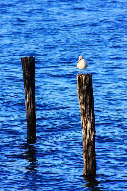 Two Poles & A Bird