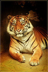 His Majesty Tiger