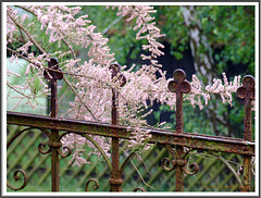 rusty fence in may