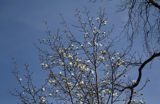Magnolia sp (3)