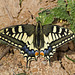 Papilio machaon, Makaon,