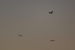 Hovering kestrel over black-headed gulls