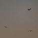 Hovering kestrel over black-headed gulls