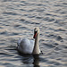 Swan, Weymouth Swannery