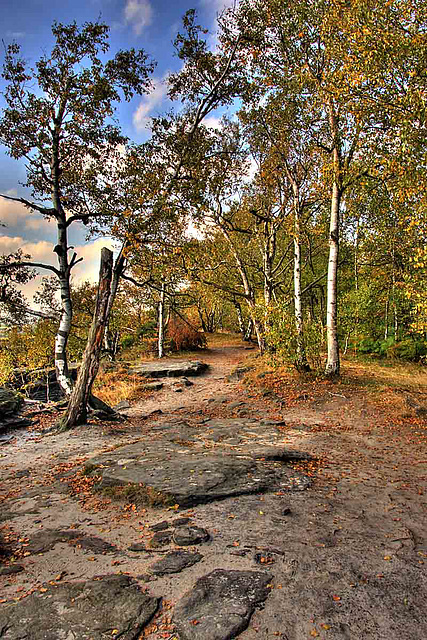 Path among birch trees