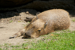 Siesta Capybara (3)