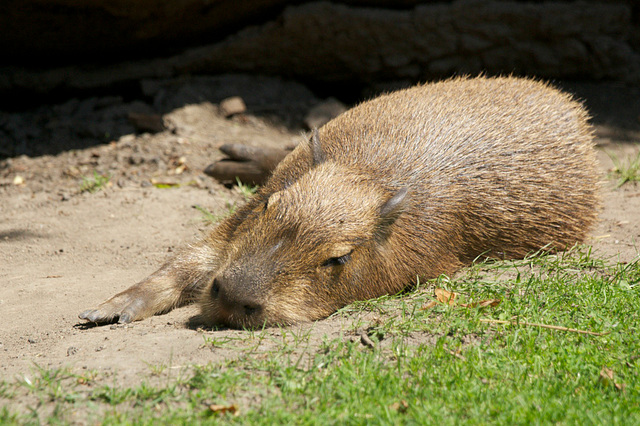 Siesta Capybara (3)