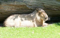 Siesta Capybara (2)