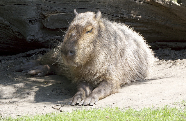 Capybara Siesta (1)