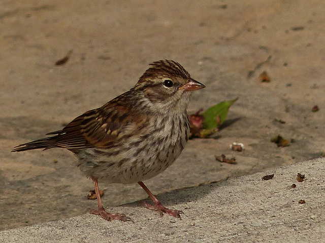 Sparrow species