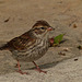 Sparrow species