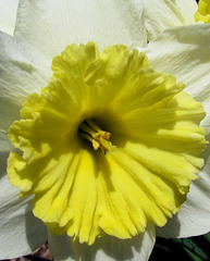 Daffodil "Ice Follies"