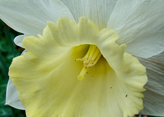 Daffodil Mt. Hood