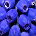 Grape Hyacinth Close-up