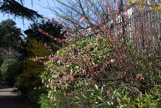 Prunus triloba (2)