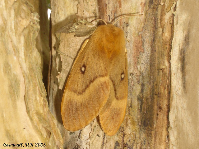 1637 Lasiocampa quercus (Oak Eggar) Female