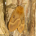 1637 Lasiocampa quercus (Oak Eggar) Female