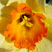 Daffodil Center
