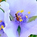 Spiderwort with hover fly