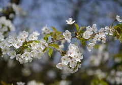 Fleurs de cerisier sauvage
