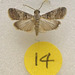 SL14E Phidotricha erigens (Set)