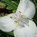 White spiderwort