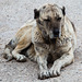 20140302 0257VRAw [TR] Hund, Nevsehir, unterirdische Stadt, Türkei
