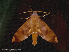 SL18E Pachylia ficus (Fig Sphinx)