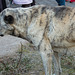 20140302 0255VRAw [TR] Hund, Nevsehir, unterirdische Stadt, Türkei