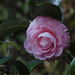20100128-0406 Camellia japonica L.