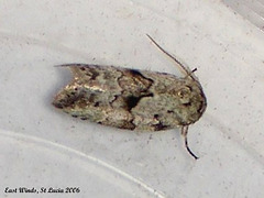 SL23E Unidentified Small Moth
