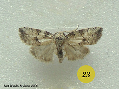 SL23E Unidentified Small Moth (set)