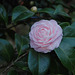 20100128-0409 Camellia japonica L.