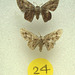 SL24E Phazaca Species (set)