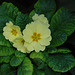 20100128-0422 Primula vulgaris Huds.