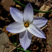 Spring Starflower aka Spring Star