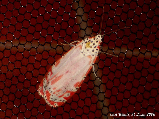 SL34E Utetheisa ornatrix (Bella Moth)