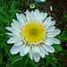 Shasta daisy with quilled petals