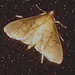 SL48J Unidentified Pale Brown Pyralid