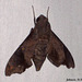 SL49J Enyo lugubris (Mournful Sphinx) Female