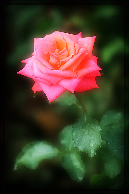 Something Pink For Tuesday - A Rose