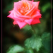 Something Pink For Tuesday - A Rose