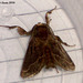 SL51J Unidentified Small Brown Moth