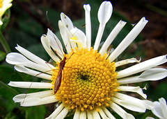 Bug on a chrysanthemum