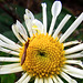 Bug on a chrysanthemum
